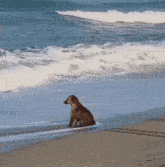 a dog is sitting on the beach looking at the ocean .