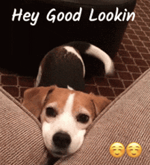 Hey Good Looking GIF - Hey Good Looking Puppy GIFs