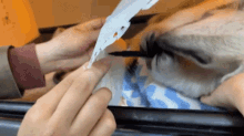 a person holding a piece of paper in front of a dog 's nose