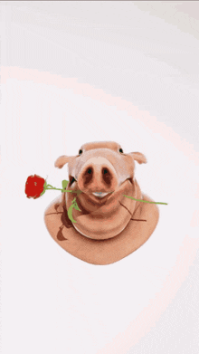 a pig is holding a rose in its mouth