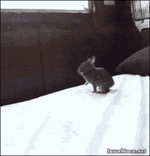 funny cute bunny fail