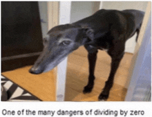 Dog Math GIF - Dog Math Danger GIFs