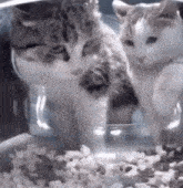 Cat Fighting Cat Eating Together GIF - Cat Fighting Cat Eating Together Cat Fucking Pushed GIFs