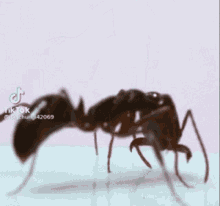 antflip ant
