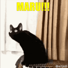 Lionfield Maru GIF - Lionfield Maru Cat GIFs