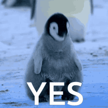 Penguin Yes GIF - Penguin Yes Ano GIFs