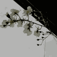 Orchid Flower GIF - Orchid Flower GIFs