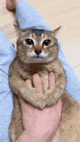 Vro Silly Cat GIF - Vro Silly Cat Chausie GIFs
