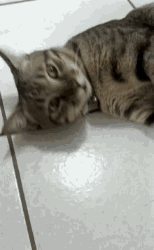 a cat is laying down on a tiled floor