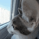Byuntear Cat GIF - Byuntear Cat Gato GIFs