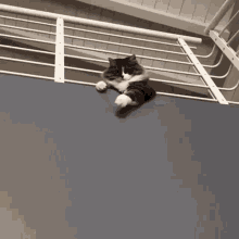 cat ball catching