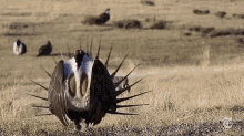 sage grouse bird strut chest puff showing off