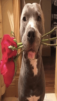 a dog with a rose in its mouth