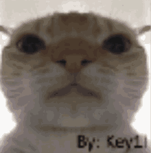Byuntear Cat GIF