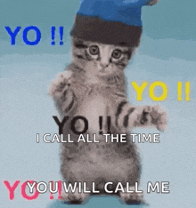 Cat Yo GIF - Cat Yo Funny GIFs