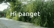 Hiiii GIF