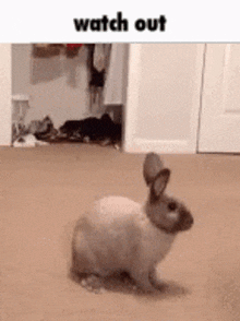 Watch Out Bunny Surprise GIF - Watch Out Bunny Surprise GIFs