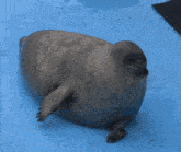 two seals are laying on a blue surface and one has a leopard print
