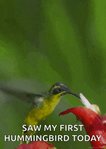 Bird Flower GIF - Bird Flower Humming Bird GIFs