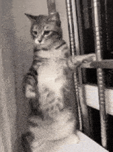 a cat is standing on its hind legs on a window sill next to a window .