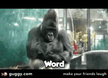 Yo Word GIF - Yo Word Gorilla GIFs