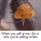 Isopod Bug GIF - Isopod Bug When You Yell At Me GIFs