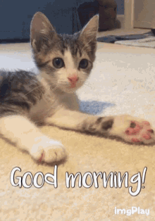 Good Morning Funny Kitten GIF
