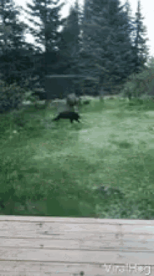 Animals Chasing Chasing Bear GIF