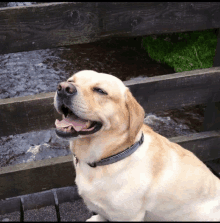 Poggo Doggo GIF - Poggo Doggo GIFs