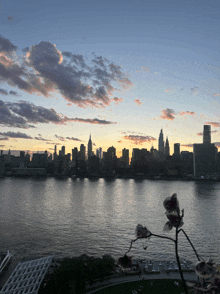 a view of the city skyline at sunset with a few flowers in the foreground