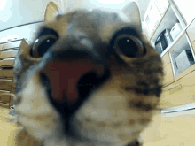 Cat How GIF - Cat How Reddit GIFs