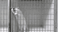 quarantined cat jail cage let