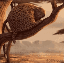 Fat Cheetah Yawn GIF - Fat Cheetah Yawn Fail GIFs