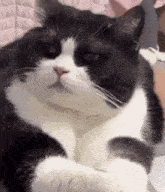 a black and white cat is laying down on a bed looking at the camera .