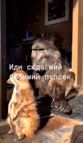 a monkey and a dog are standing next to each other in a room with a caption in russian