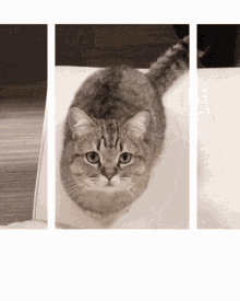 Cat Looking GIF - Cat Looking Cute GIFs