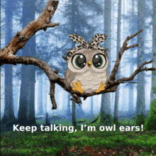 Owl Memes Cute Owls GIF