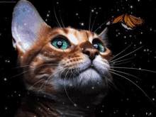 Cat Butterfly GIF - Cat Butterfly Stare GIFs