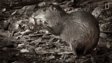 Rodent Primal Survivor5 GIF - Rodent Primal Survivor5 Cute Mammal GIFs