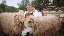 Sheep Pomohaci GIF