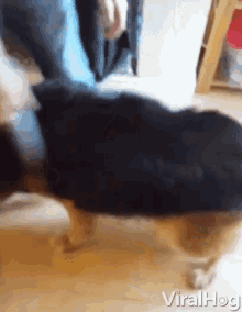 Cleaning Vacuum GIF - Cleaning Vacuum Dog GIFs