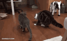 Cats Playing GIF - Cats Playing Come At Me Bro GIFs