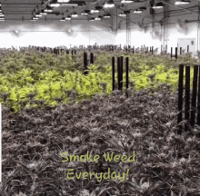 Thefriendly It Guy Weed GIF - Thefriendly It Guy Weed Bud GIFs