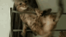 Crazy Acrobat Cat GIF - Cat Excercise Funny GIFs