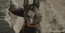 Petting The Dog Kyra GIF - Petting The Dog Kyra Americas Top Dog GIFs