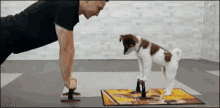 Exercise Dog GIF