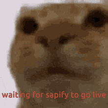 Sapify Sapifyy GIF - Sapify Sapifyy Sapify When No Live GIFs