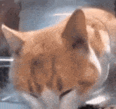 a close up of a cat 's face in a plastic container