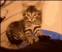 Cat Giving Massage GIF - Pampered Massage Spoiled GIFs