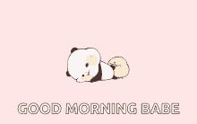 Panda Wake Up GIF